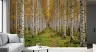 Birch Tree Forest Wall Mural 6