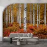 Vibrant Autumn Birch Forest Wall Mural 6