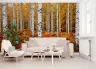 Vibrant Autumn Birch Forest Wall Mural 7