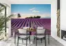 French Lavender Rows Horizon Wallpaper Mural 7