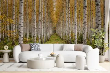 Birch Tree Forest Wall Mural