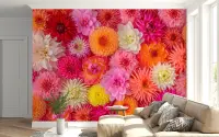 Dahlia Floral Burst Wall Mural