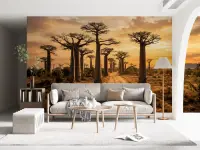 Baobab Tree Sunset Wall Mural