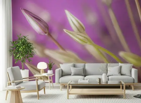 Vibrant Purple Allium Buds Wall Mural