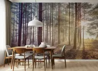 Misty Pine Forest Sunlight Wall Mural