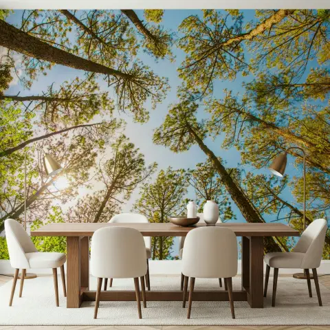 Lush Forest Canopy Sky View Wall Mural