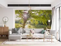 Sunlit Woodland Path and Canal Wall Mural