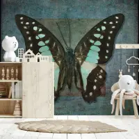 Teal Bluebottle Butterfly Entomology Display Wallpaper